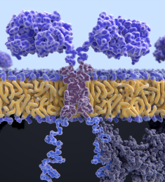 CAR T-Cell Therapy